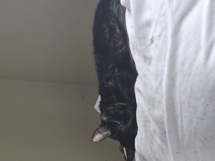 Here We See A Sophia In Her Natural Habitat. My Pillow