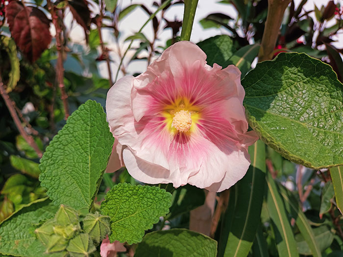 A close-up photo of Indian Spring (Alcea rosea ‘Indian Spring’)