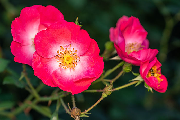 Blooming Rosa rubiginosa flowers growing in garden