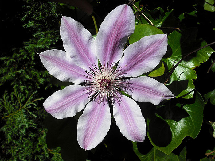 A close-up photo of Clematis flower.