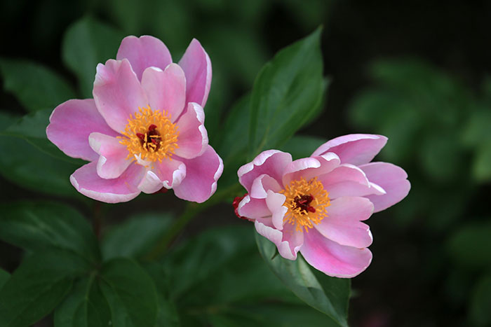 Close-up photo of pink Blooming peony flowers.