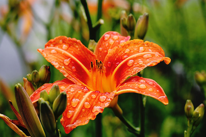 A close-up photo of orange lily