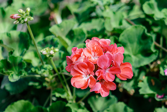 Close-up photo of pink geranium flowers in bloom.