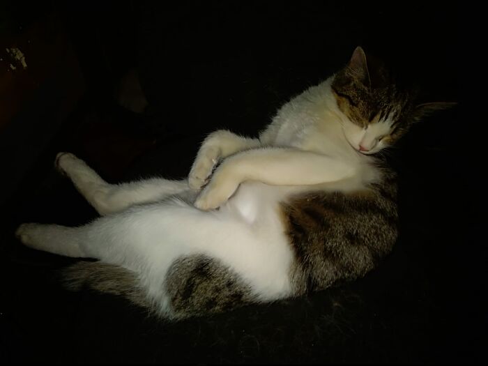 Milka Is Sleeping In A Weird Position
