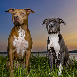 Double Dog Photography