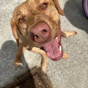 carolynndooley avatar