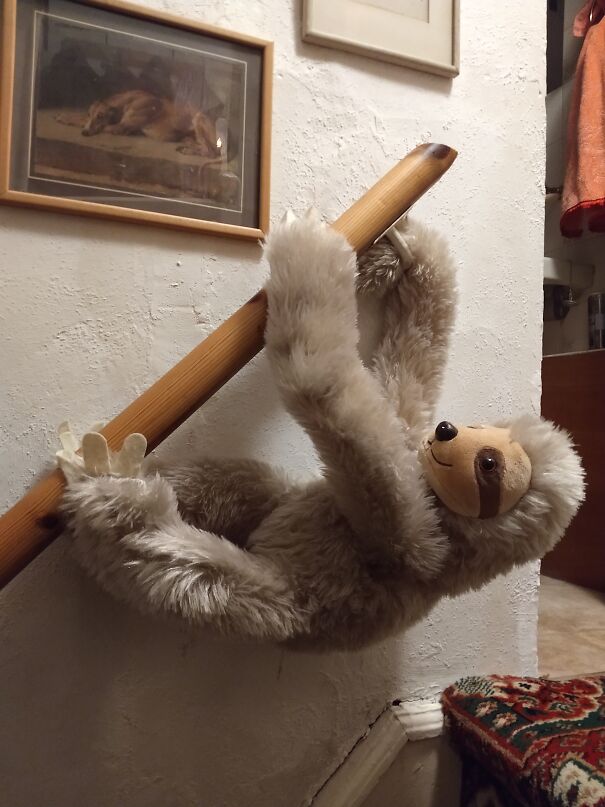 Roger On The Banister, Holder Of The Record For The Four Minute Yard, And Emotional Support Sloth