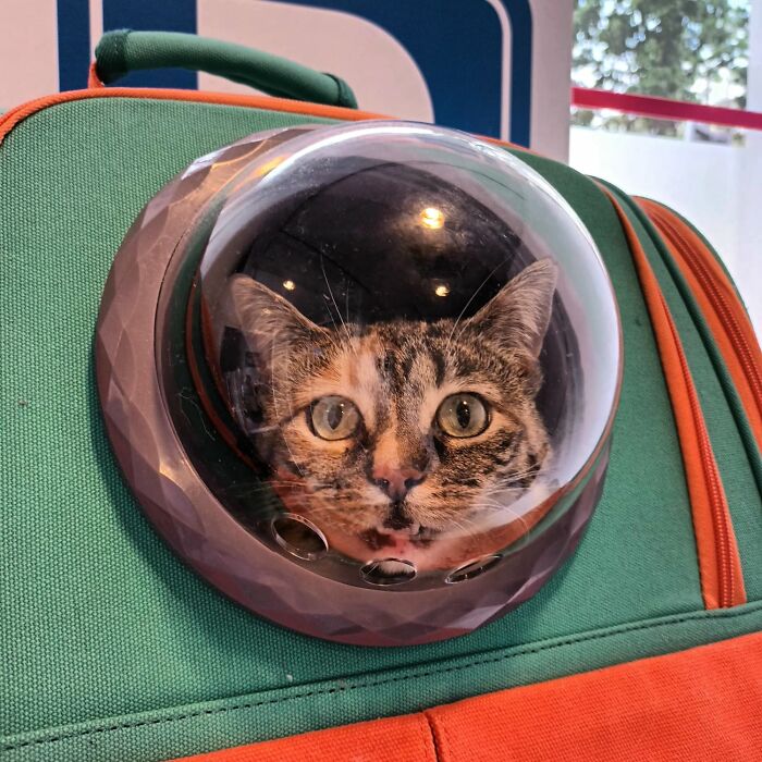 (Wacka)molly The Astro-Cat Discovers Planet Annual-Vet-Checkup