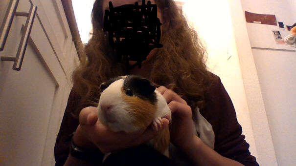 This Guy! His Name Is Pickle And He's A Baby Guinea Pig Still... Love Of My Life!