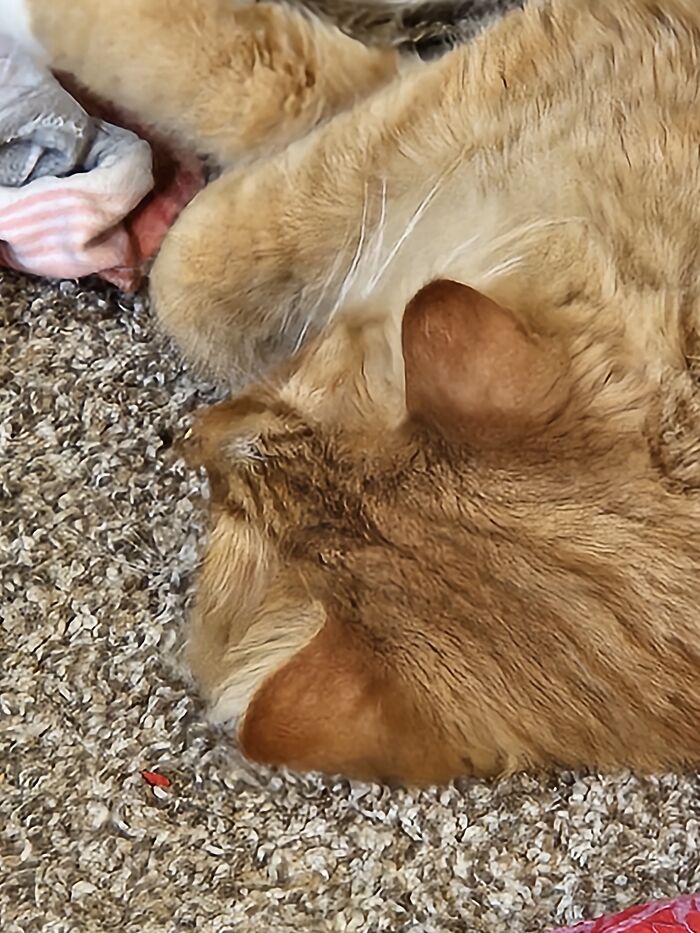 Here We See A Jerry Von Floofybottoms The 3rd Sleeping *his Real Name Is Jerry But He Had So Many Nicknames*