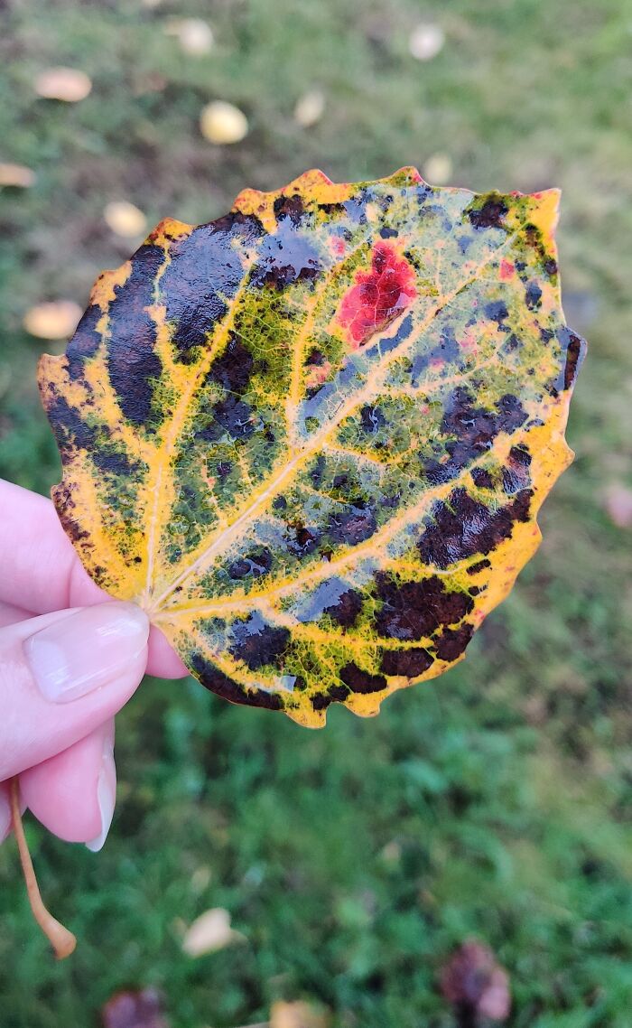 An Interesting Aspen Leaf
