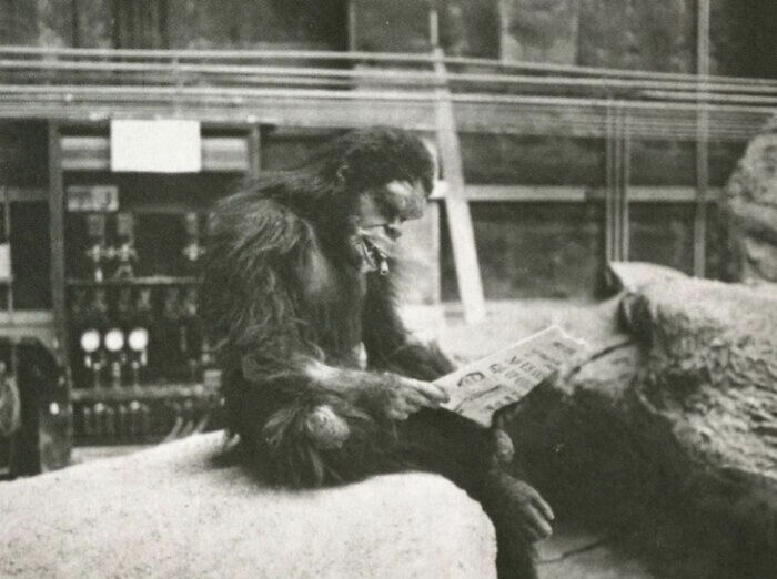 A Man In A Monkey Costume Relaxing Between Takes Of 2001: A Space Odyssey