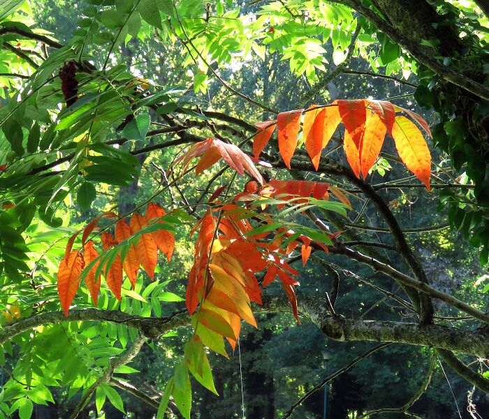 The First Flaming Leaves Of Staghorn Sumac
