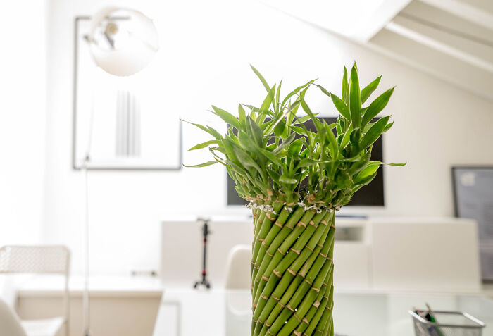 Lucky bamboo plant in a bright living room
