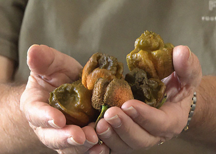 Man Crossbreeds Carolina Reaper With "Brutally Hot" Mystery Pepper, Beats His Own Guinness World Record Man Crossbreeds Carolina Reaper With "Brutally Hot" Mystery Pepper, Beats His Own Guinness World Record