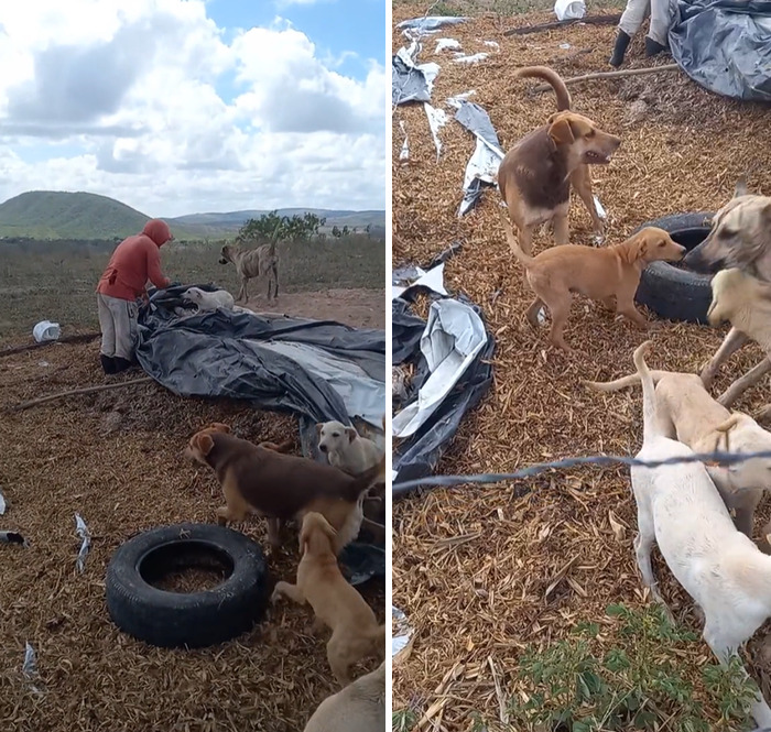 This Man Rescues Dogs In His Area And Decided To Build A Pool For The 27 He Has In His Care