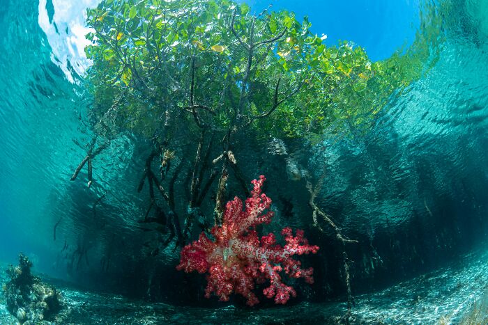 Mangrove Action Awards Coral