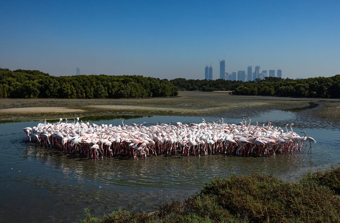 Mangrove Action Awards Flamingos