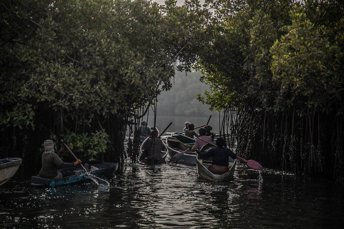 Mangrove Action Awards Kayaks
