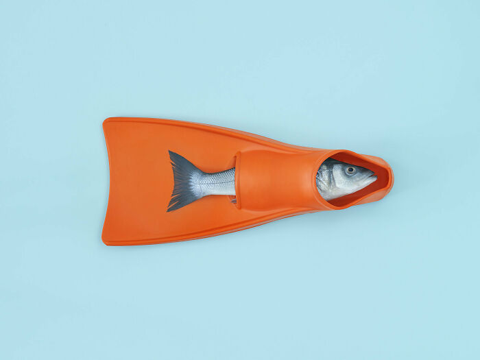 An image of a fish in a swimfin