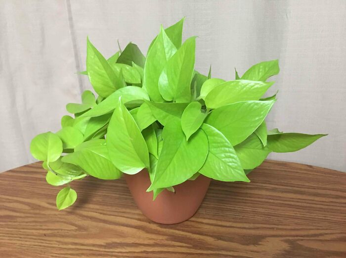 Neon Pothos plant on a wooden table