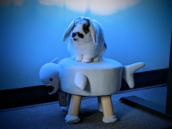 The Shark Footstool That My Bunny Thinks Is His Personal Throne