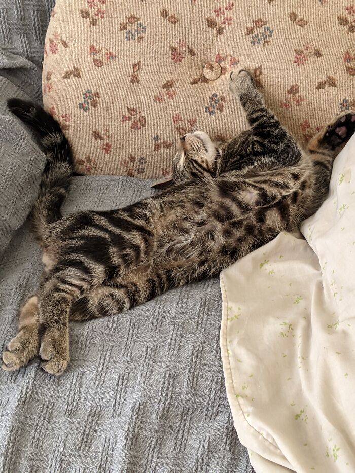 Eli In His Yoga Sleep Position
