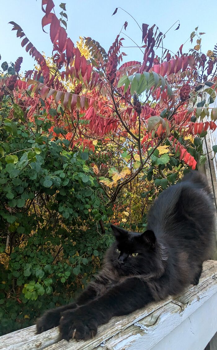 Stretching On A Crisp Autumn Morning