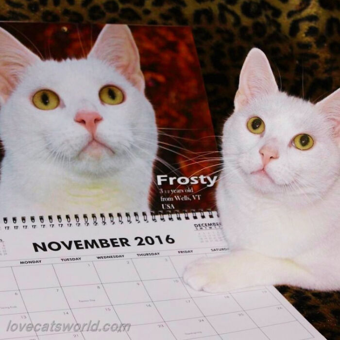 A white cat is next to a calendar with its picture on it