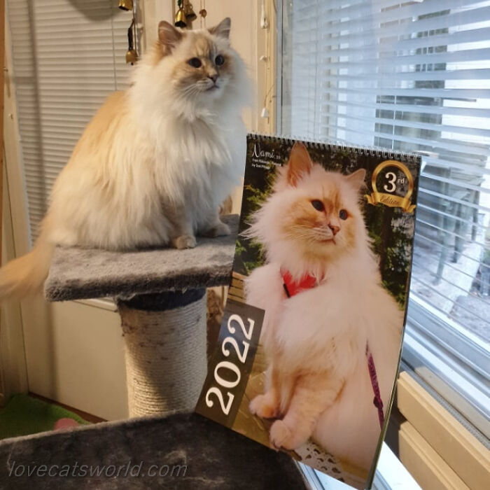 A cat is next to a calendar with its picture on it