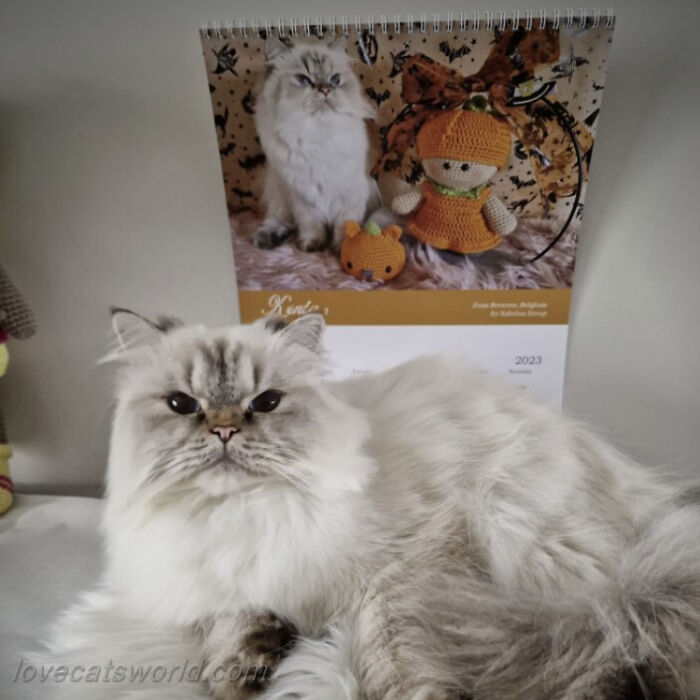 A cat is next to a calendar with its picture on it