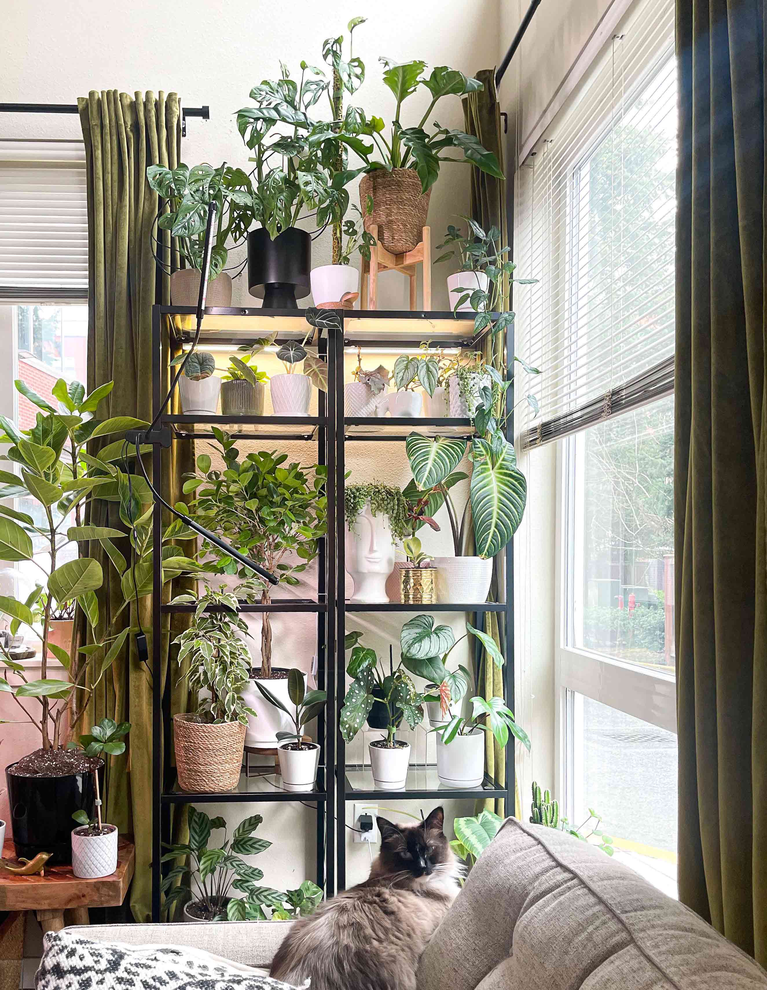 A plant display and a cat on the sofa