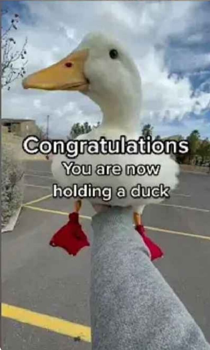 Congratulations, You Are Now Holding A Duck