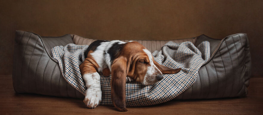 Finalist, Studio: "Let Sleeping Dogs Lie" By Rachel Hendrie