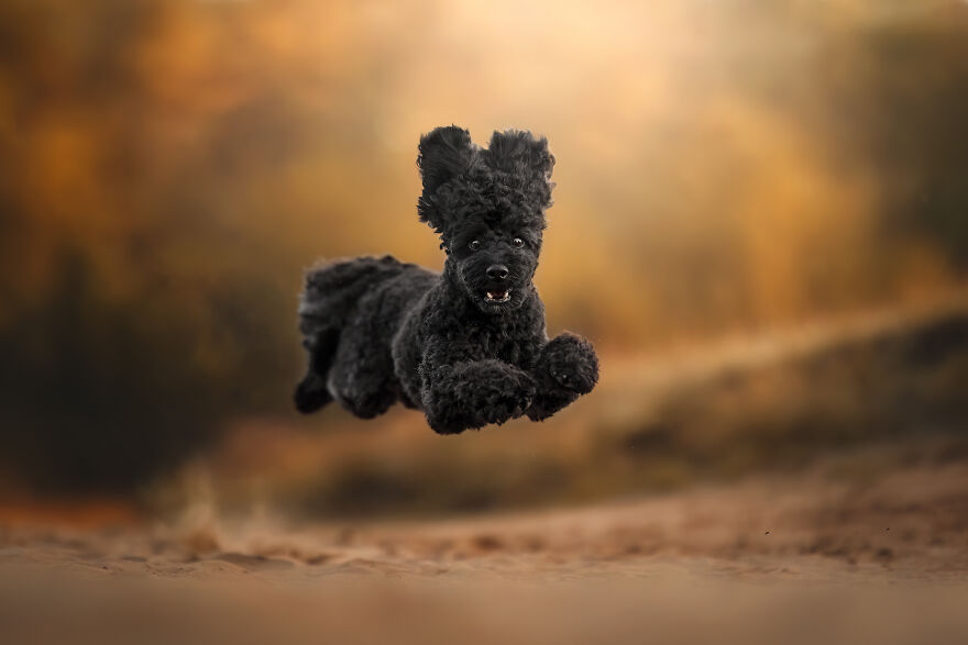 Finalist, Action: "Poodle Jump" By Celine Robel