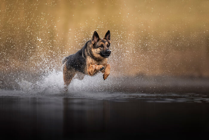 A dog jumping to the water