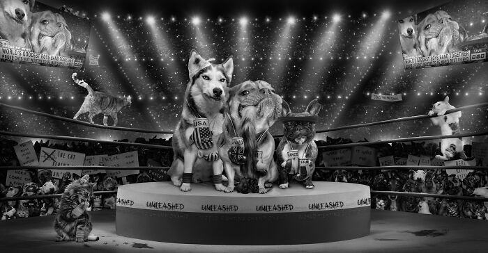 Cats and dogs in the boxing ring