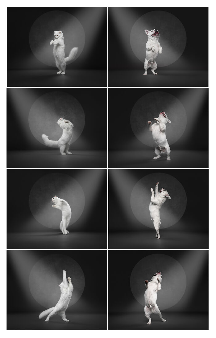 Sequences of dancing cat and dog