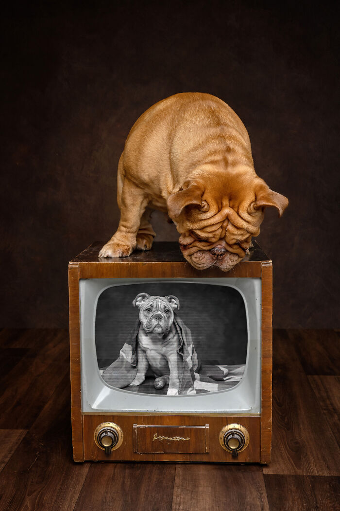 Retro TV and the wrinkly dog
