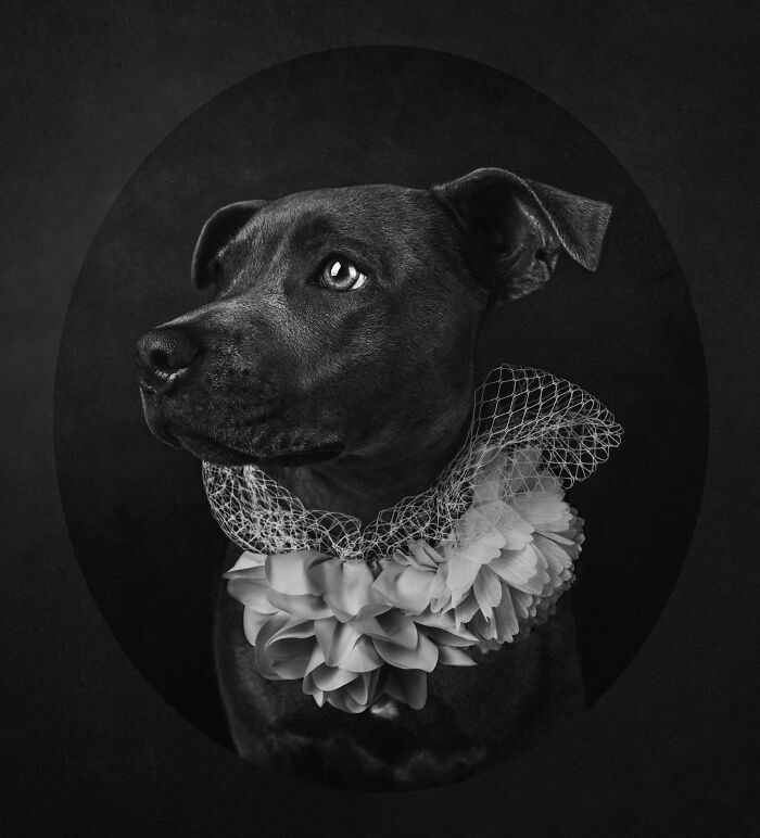 Black and white elegant dog portrait