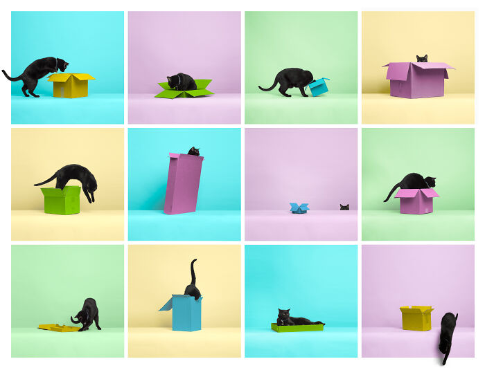 Colorful collage with a black cat