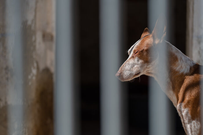 A dog behind the bars