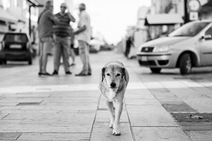 Black and white photo of walking dog