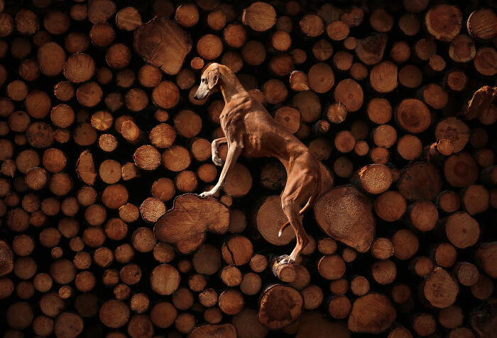 An image of a dog posing next to wood