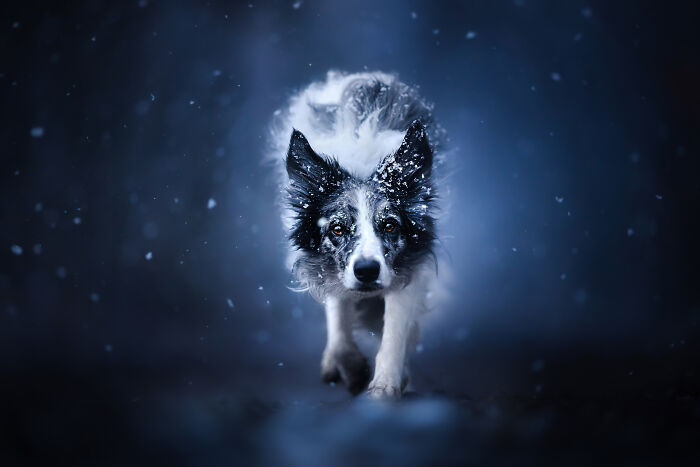 Cold portrait of a dog approaching