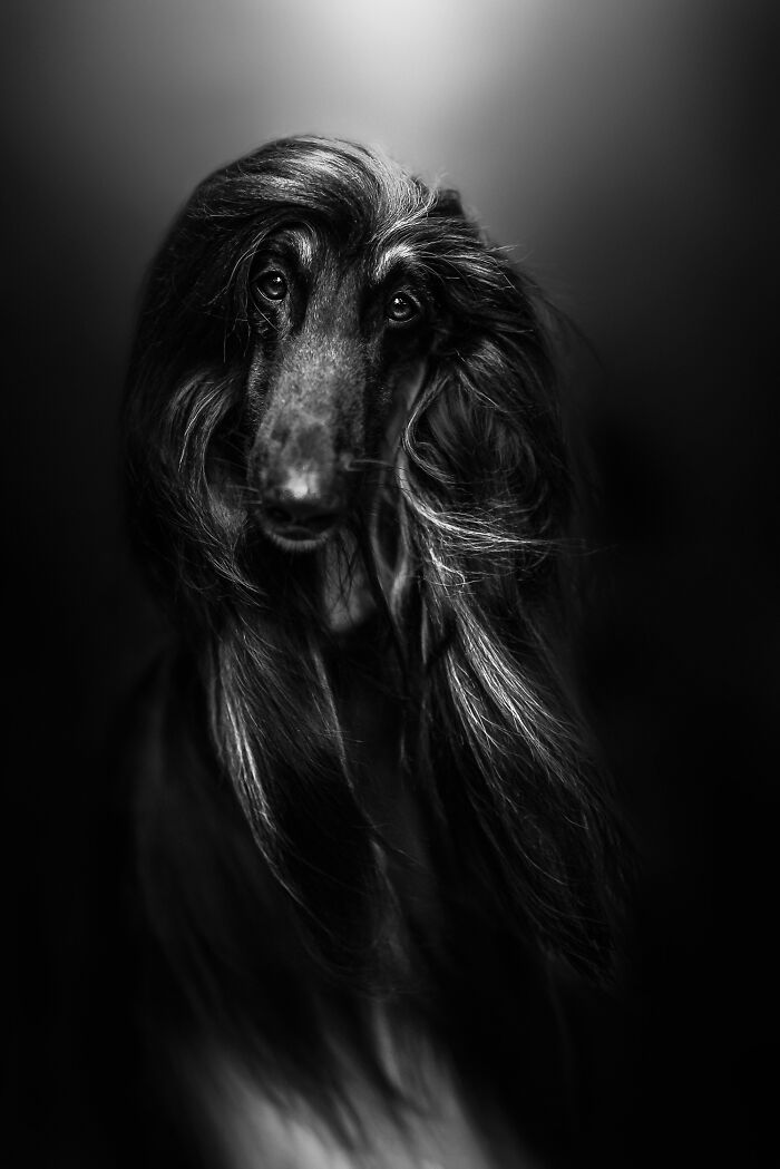 An image of a long hair dog posing black and white