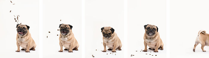 A photo sequences with a pug dog