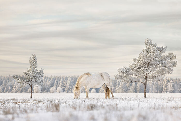 Winter wonderland and the white horse