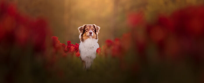 Dog in the poppy field