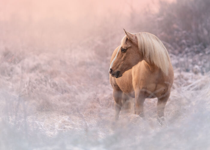 A dreamy ladscape with a horse